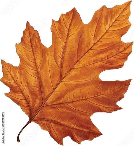 Detailed Textured Golden Brown Fall Leaf Illustration