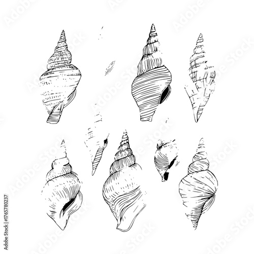 A collection of intricately sketched spiral sea shells arranged on a white background in black and white style
