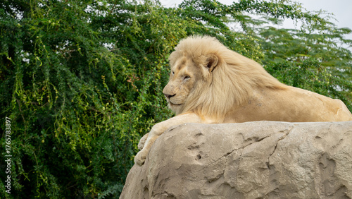 Lion or Panthera leo is large cat of genus Panthera in Safari Park of Dubai, UAE