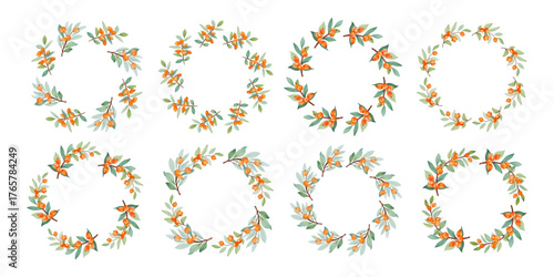 Sea buckthorn. Autumn berry watercolor circle frame. Round frame of autumn berries. Sea buckthorn. Berries have different shapes and are arranged in a circle. Vector square isolated on white backgroun