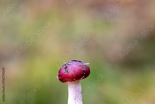 Single red capped mushroom with white stem in woodland, macro close up with shallow depth and soft natural bokeh.