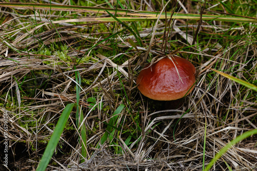 Glossy brown wild mushroom nestled in moss and dry grass on forest meadow floor.