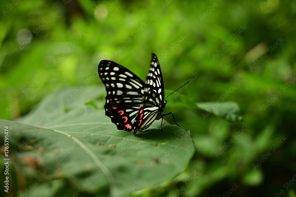 Obraz premium アカボシゴマダラ（特定外来生物、夏型、葉にとまる）