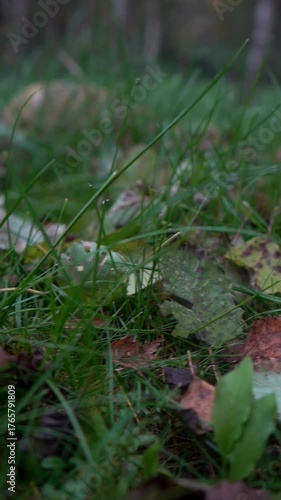 Yellow and red tree leaves lie on the grass. The atmosphere of an autumn forest. Autumn.