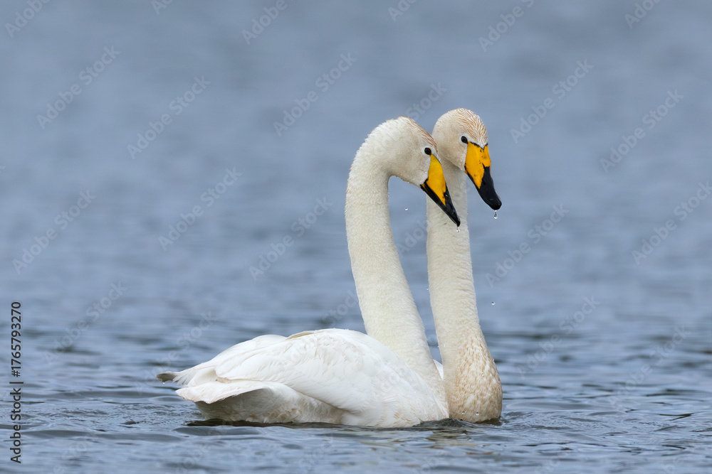 Fototapeta premium Singschwan