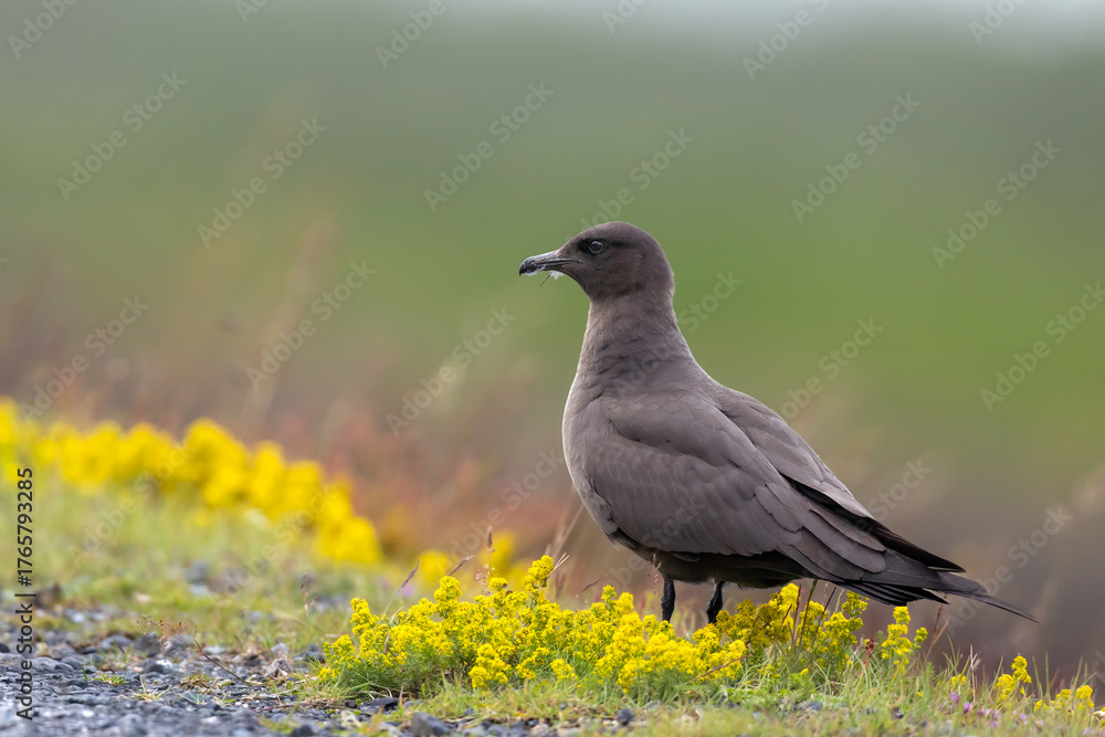 Obraz premium Schmarotzerraubmöwe