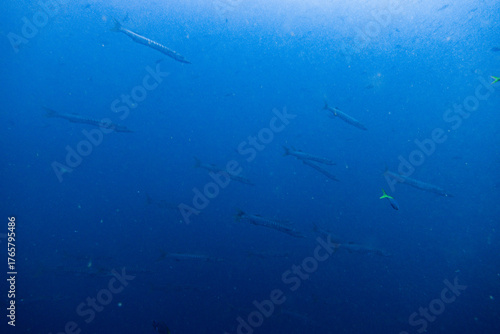 Wallpaper Mural I interacted with lots of barracuda on Koh Tao. Torontodigital.ca