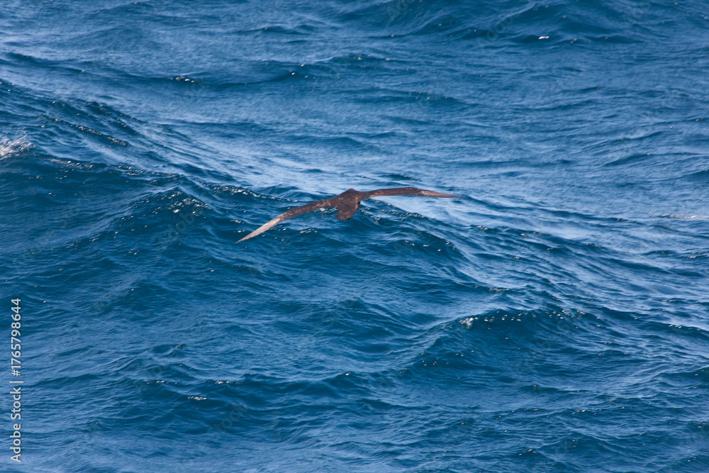 Fototapeta premium Falkland Islands Albatross in flight on a cloudy winter day