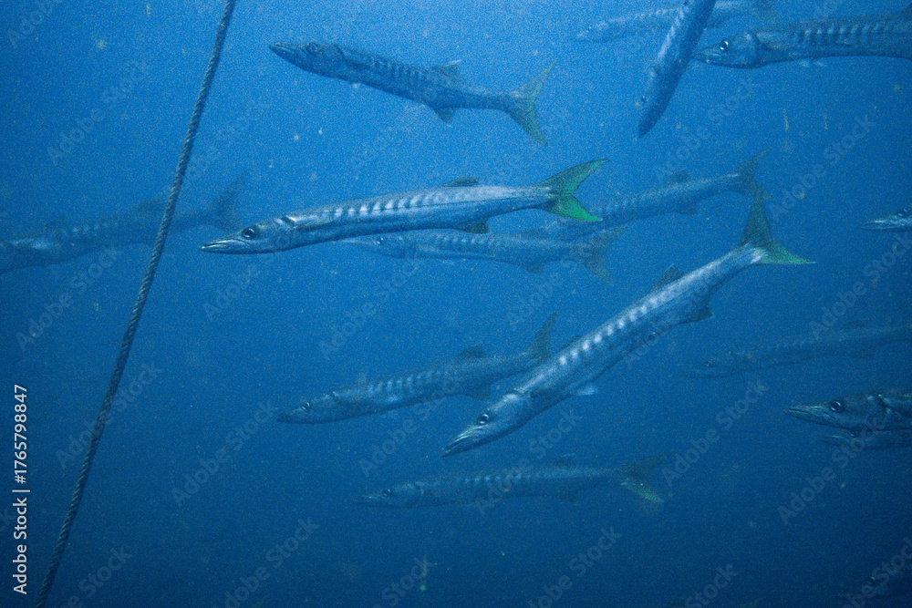 Fototapeta premium I interacted with lots of barracuda on Koh Tao.
