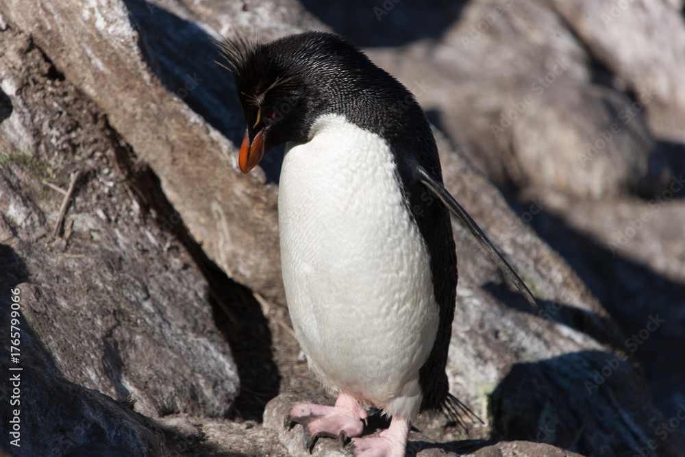 Naklejka premium Falkland Islands snares crested penguin on a cloudy winter day