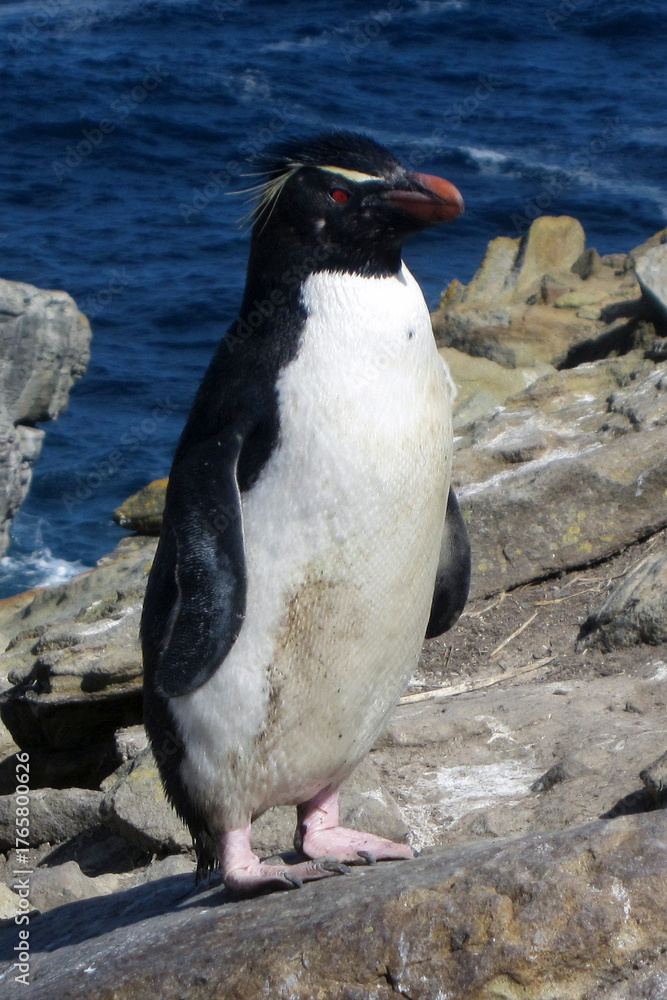 Obraz premium Falkland Islands snares crested penguin on a cloudy winter day