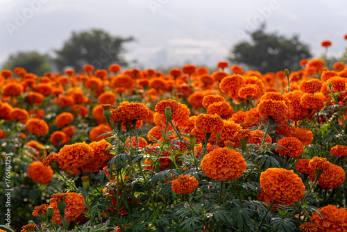 cempasúchil, flor de cempasúchil, campo de cempasúchil, flores de cempasúchil, flor de muerto, flor tradicional mexicana, día de muertos, naturaleza, campo mexicano, paisaje, paisaje mexicano, montaña