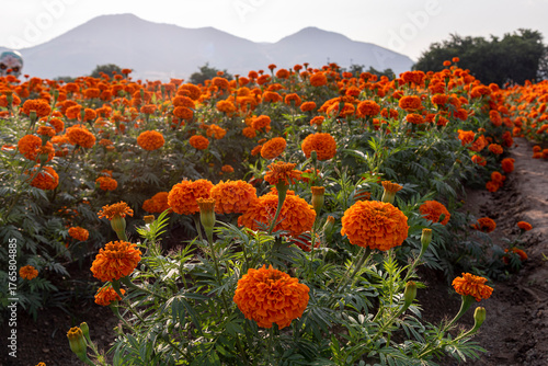 cempasúchil, flor de cempasúchil, campo de cempasúchil, flores de cempasúchil, flor de muerto, flor tradicional mexicana, día de muertos, naturaleza, campo mexicano, paisaje, paisaje mexicano, montaña