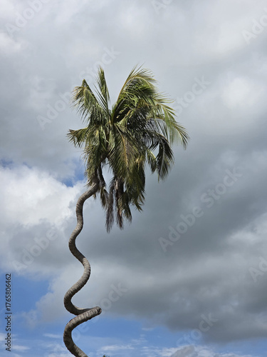 tall palm tree sways gracefully against backdrop of dramatic clouds, showcasing its unique curved trunk and lush green fronds