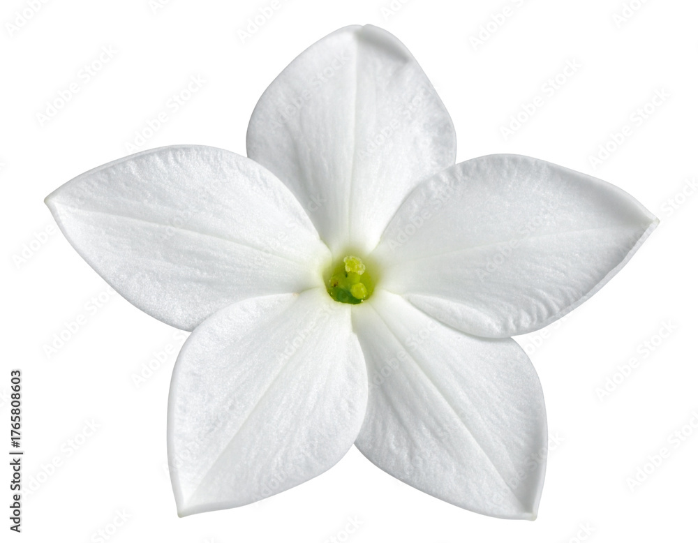 Obraz premium Single Stephanotis Bloom, Front View, Isolated on Transparent Background