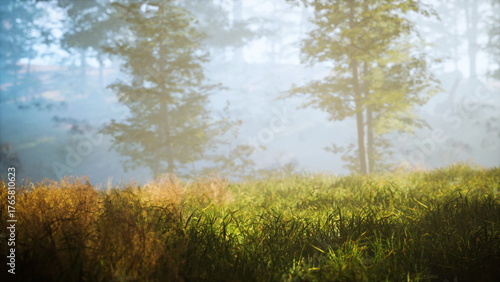 Fotografie Soft light filters through the trees, revealing a peaceful forest clearing