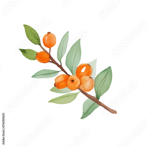 Watercolor sea buckthorn with ripe berries and tender leaves. Hand drawn with warm golden orange tones. Perfect for cards, scrapbooking and eco-friendly labels. Isolated on white background.