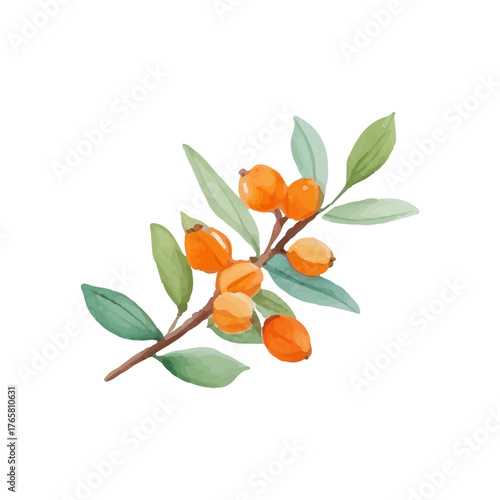 Watercolor sea buckthorn with ripe berries and tender leaves. Hand drawn with warm golden orange tones. Perfect for cards, scrapbooking and eco-friendly labels. Isolated on white background.