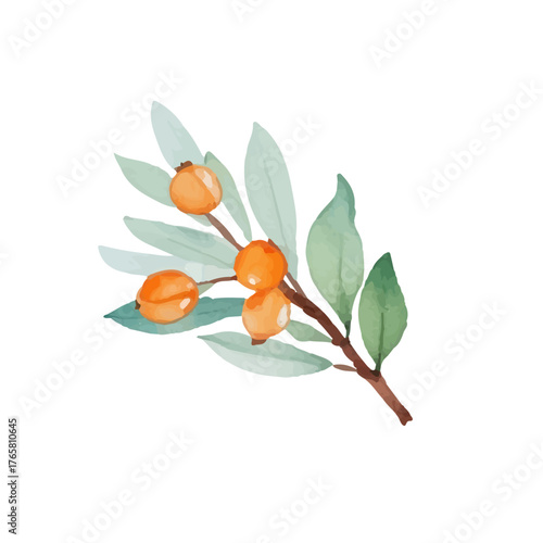 Watercolor sea buckthorn with ripe berries and tender leaves. Hand drawn with warm golden orange tones. Perfect for cards, scrapbooking and eco-friendly labels. Isolated on white background.