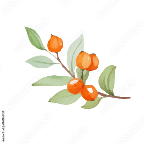 Watercolor sea buckthorn with ripe berries and tender leaves. Hand drawn with warm golden orange tones. Perfect for cards, scrapbooking and eco-friendly labels. Isolated on white background.