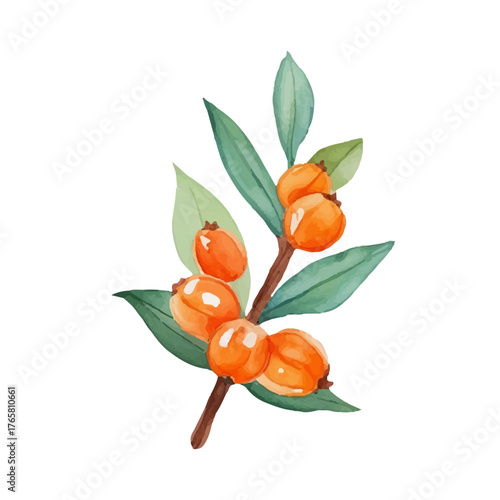 Watercolor sea buckthorn with ripe berries and tender leaves. Hand drawn with warm golden orange tones. Perfect for cards, scrapbooking and eco-friendly labels. Isolated on white background.