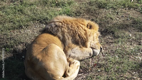 Lion Sleeping Grass Savanna: A majestic lion rests peacefully on the savanna grass, likely taking a midday nap in the warm sunshine.
