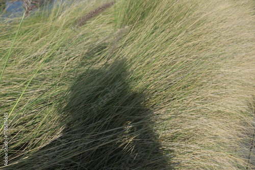 beautiful ornamental grass plants as garden decorations planted in city parks