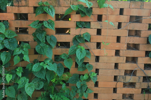 brick walls arranged sparsely to allow air ventilation, with climbing plants growing on them, creating a green and red contrast.