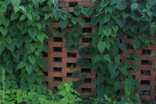 brick walls arranged sparsely to allow air ventilation, with climbing plants growing on them, creating a green and red contrast.