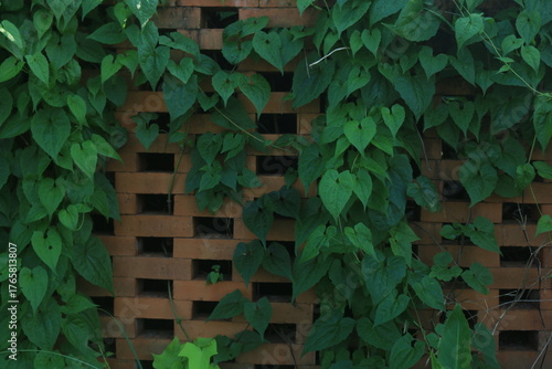 brick walls arranged sparsely to allow air ventilation, with climbing plants growing on them, creating a green and red contrast.