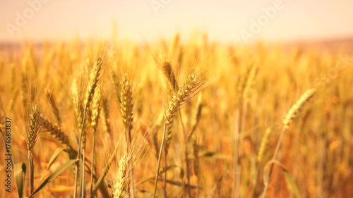 A field of golden wheat with a bright yellow sun in the background