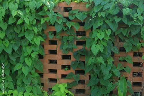 brick walls arranged sparsely to allow air ventilation, with climbing plants growing on them, creating a green and red contrast.