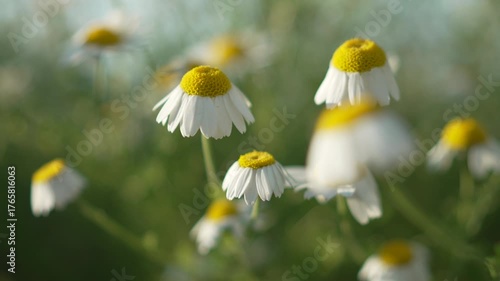 Daisies, Flowers, Field: Blooms in summer meadow grow & bloom for pollination in daylight hours & sunny weather.