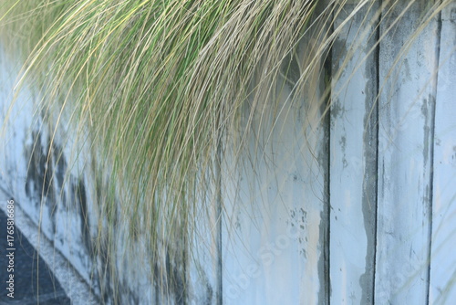 beautiful ornamental grass plants as garden decorations planted in city parks