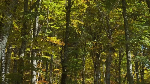 Wallpaper Mural Beautiful landscape with bright autumn forest, sunny day, 4k Torontodigital.ca