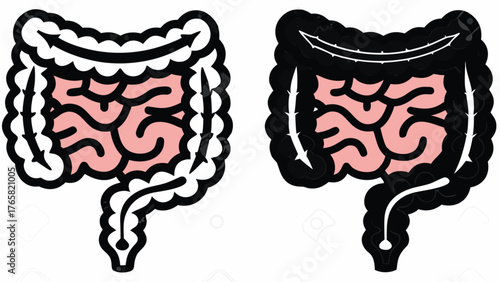 Simplified anatomical illustration of the human colon for medical learning materials or health education