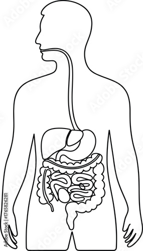 Human digestive system diagram, internal organs illustration, anatomy educational vector, stomach and intestines outline, biology learning poster, medical body structure drawing