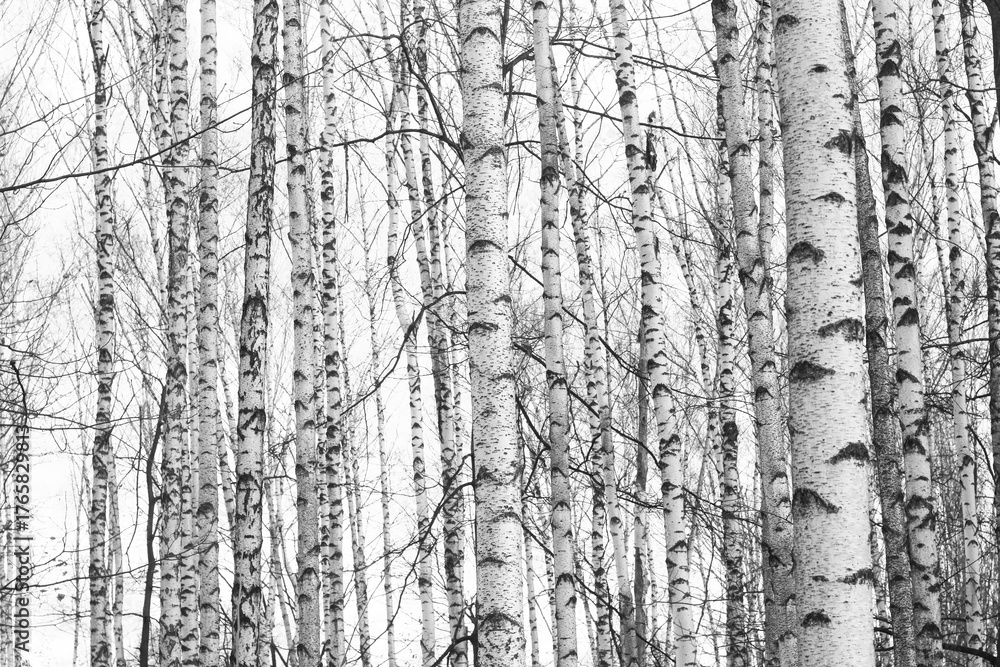 Fototapeta premium black-and-white photo with white birches