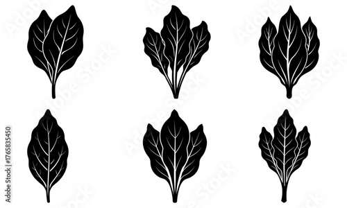 Elegant leafy botanical design elements for graphic design, branding, and product packaging projects, originally created as a scalable vector graphic