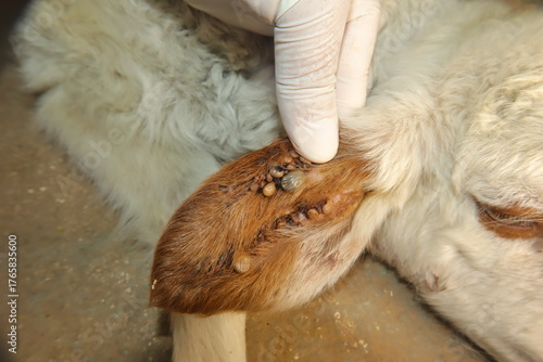A large cluster of ticks feeding on a lamb’s ear, highlighting a severe infestation. A powerful macro scene revealing zoonotic threats to animal and human health in rural areas.