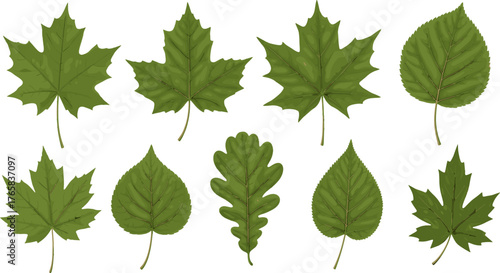 Collection of Green Leaves Isolated on White Background.