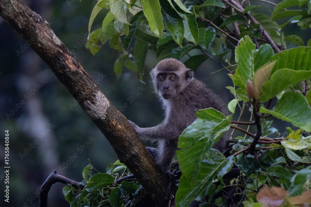 Obraz premium Portrait of long-tailed Macaque in Borneo. Macaca fascicularis lives in wide range of habitats including primary and secondary forest, mangroves, plantations and the outskirts of towns and villages. 