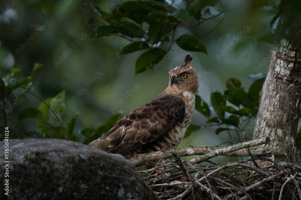 Fototapeta premium Frontal view close-up of a changeable hawk-eagle (Nisaetus cirrhatus) or crested hawk-eagle, a large bird of prey species of the family Accipitridae. The eagle is protecting her nest on a tree