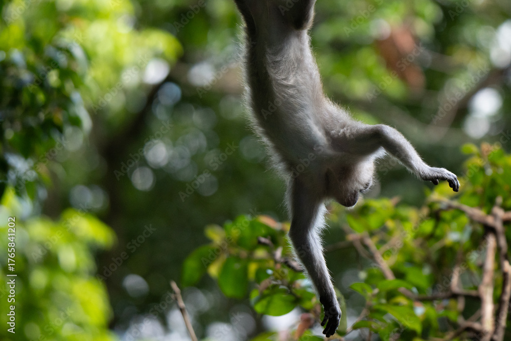 Naklejka premium Macaque in the urban jungle of Batu Caves in Malaysia. Wild animals meet the city environment