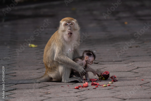 Photography Long tail macaque mom with her baby at the Batu Caves in Kuala Lumpur, eating human leftover