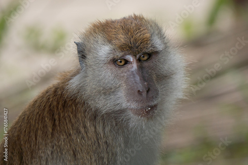 Portrait of long-tailed Macaque. Macaca fascicularis lives in wide range of habitats including primary and secondary forest, mangroves, plantations and the outskirts of towns and villages