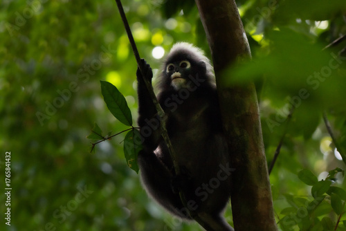Dusky leaf monkey portrait in the shade on the rainforest in Malaysia