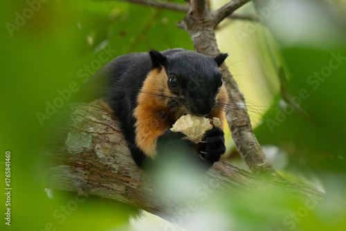 Black giant squirrel cute portrait feeding on a tree, hidden through the leaves, in Malaysia