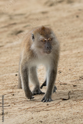Portrait of long-tailed Macaque walking. Macaca fascicularis lives in wide range of habitats including primary and secondary forest, mangroves, plantations and the outskirts of towns and villages