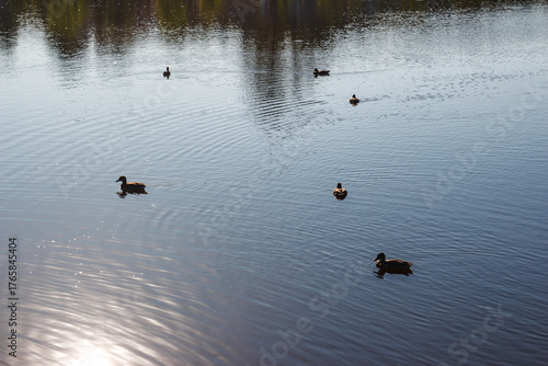 A serene scene of several wild ducks gracefully gliding across tranquil water. Sunlight shimmers, creating subtle ripples and reflections of distant trees, highlighting nature's quiet beauty